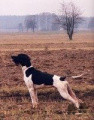 Pedigree MUTINENSIS FRAC Pedigree MUTINENSIS FRAC